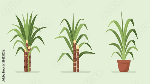 Three illustrations of sugarcane plants on a pale green background