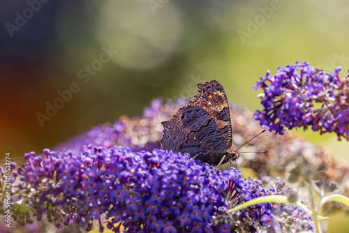 peacock butterfly on a purple buddleia flower
