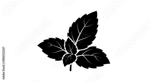 Black Silhouette of Fresh Mint Leaves with Veins.