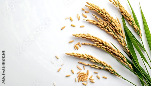 Golden Rice Grains and Stalks Isolated on a White Background Symbolizing Agriculture and Food Production