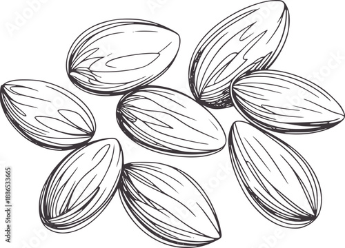 A cluster of seven hand drawn almonds in a minimalist food line organic