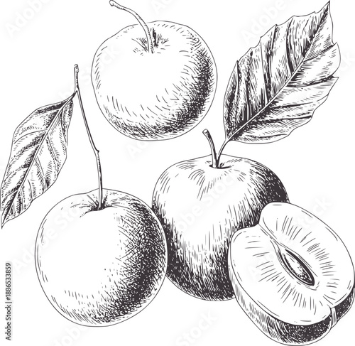 Botanical of apples and leaves in monochrome fruit leaf vintage