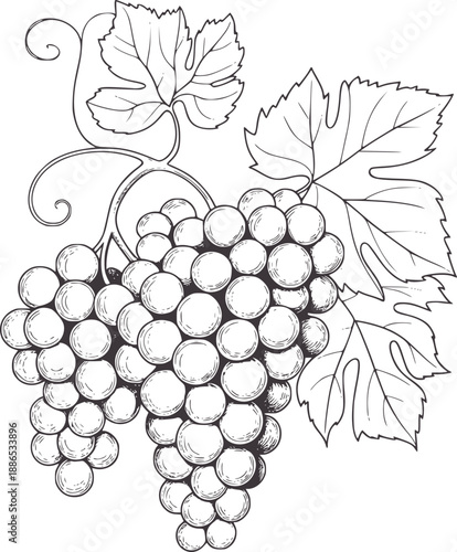 Botanical of two bunches of grapes with leaves fruit vine