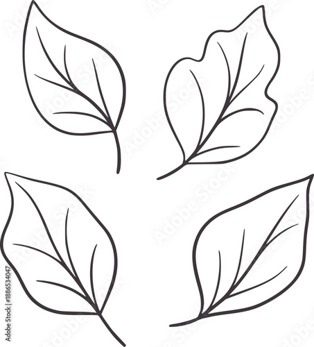 Four hand drawn outline leaves with veins leaf