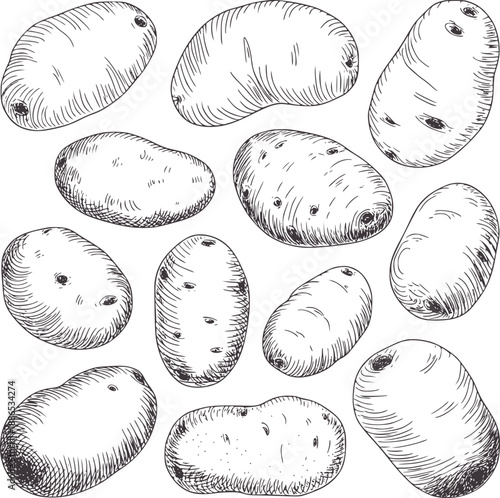 Hand drawn of various potatoes with textured shading food vegetable agriculture