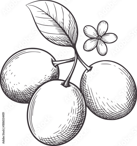 Minimalist pen and ink of three plums and a flower fruit leaf branch