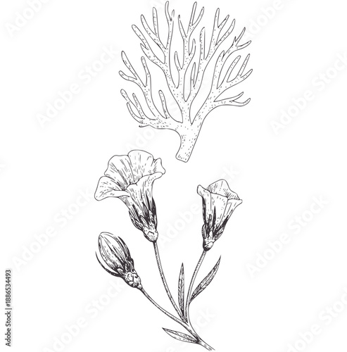 Pen and ink botanical of coral and bell flowers stem