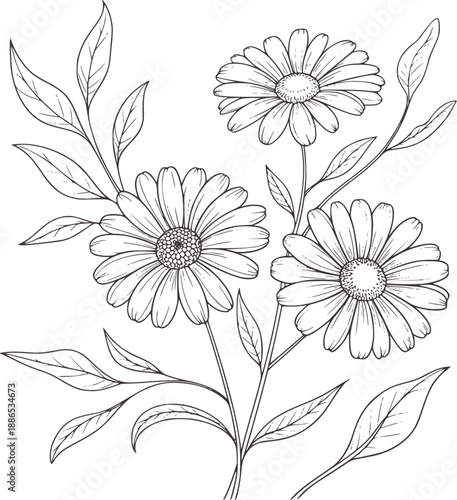 Pen and ink botanical of three daisies with leaves daisy flower outline