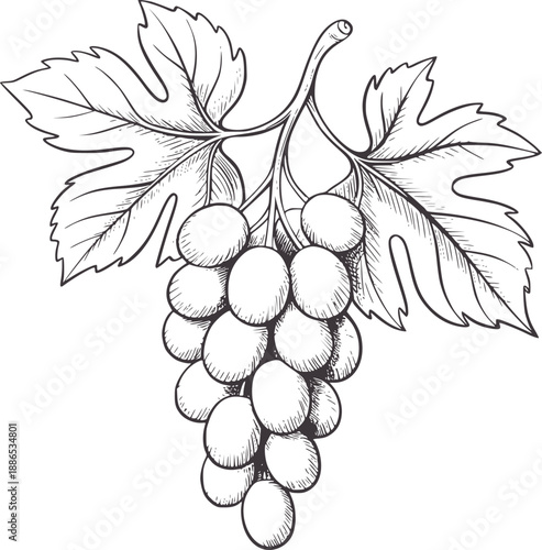 Pencil of a ripe bunch of grapes with leaves fruit leaf vine