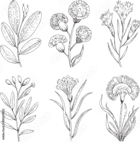 Six pen and ink botanical of various plants and flowers