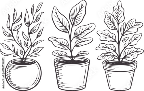 Three potted plants with hand drawn style botanical foliage leaves