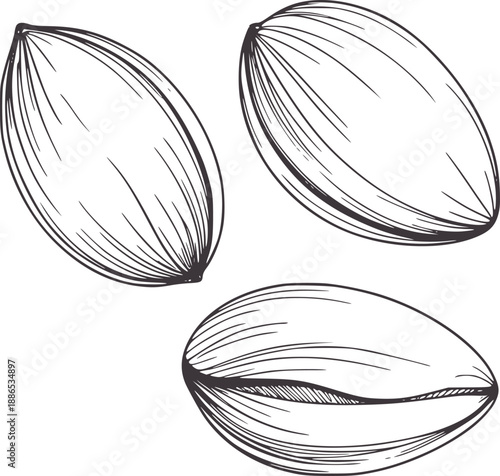 Three minimalist pen ink of almonds food