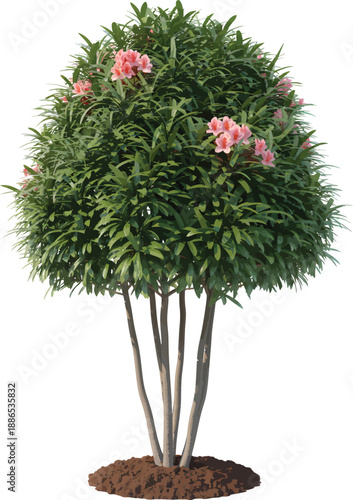 A detailed botanical illustration showcasing a vibrant flowering shrub with lush green foliage