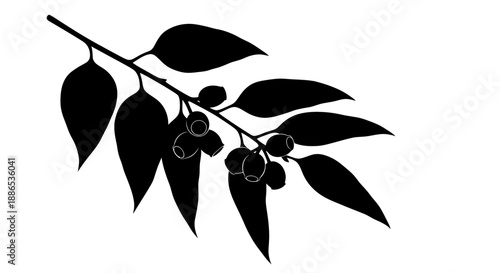 Silhouette of a Eucalyptus Branch with Berries.