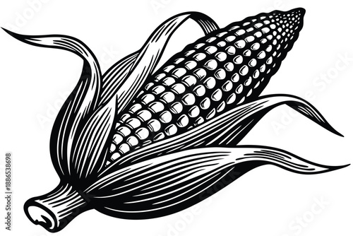 vector illustration of a corn