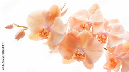 美しい色の胡蝶蘭の背景素材