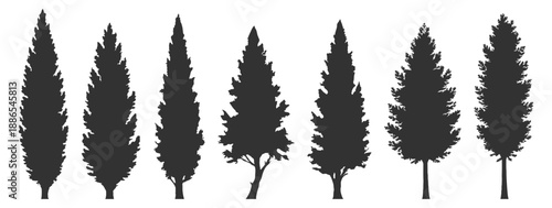 Conifer tree silhouette set, cypress poplar pine spruce fir, forest nature vector illustration, evergreen landscape botanical outdoor, black isolated on transparent background