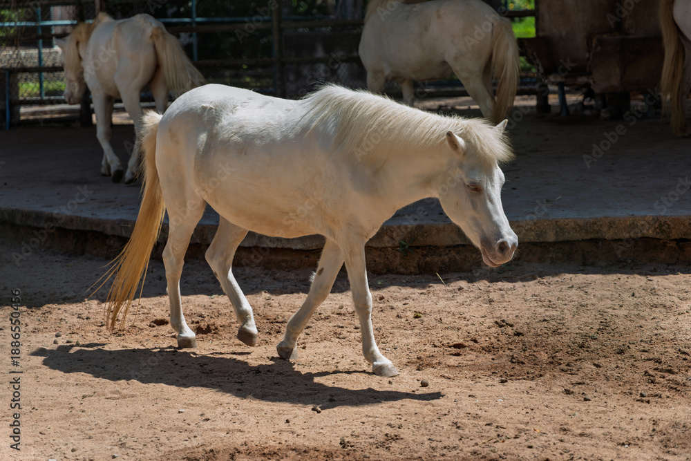 Obraz premium White pony walking in outdoor enclosure at The Million Years Stone Park, Pattaya, Thailand