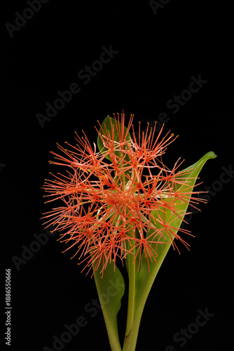 A close-up of a December flower / Schlumbergera in bloom with red flowers and fresh green leaves. The flower is generally half-spherical, although it consists of small petals. 