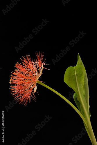 A close-up of a December flower / Schlumbergera in bloom with red flowers and fresh green leaves. The flower is generally half-spherical, although it consists of small petals. 