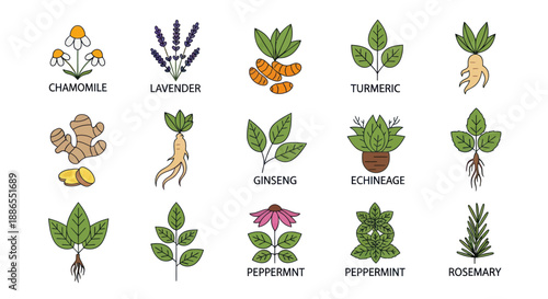 Hand-drawn Collection of Medicinal and Culinary Herbs Illustrations.