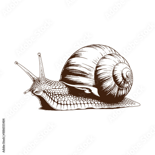 Detailed illustration of a snail with shell