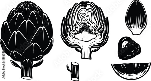 Botanical engraving close up halved artichoke and whole bud with stem detailed line art vector black and white woodcut illustration top view side slice cross section