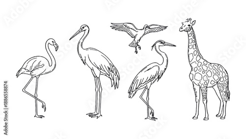 Line Art Wildlife Ensemble: A striking collection of intricately detailed line art showcasing diverse wildlife, with each creature depicted in elegant simplicity.