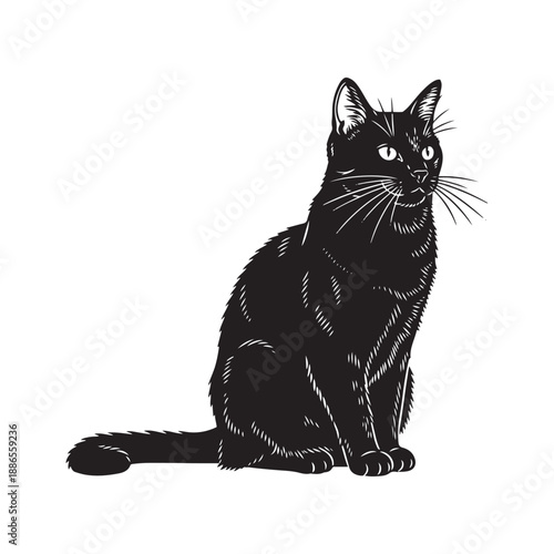 Black cat sitting and looking up