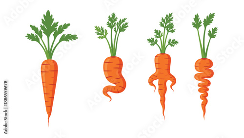Illustration of four carrots in different shapes from straight to twisted and multi-legged isolated on a solid white background.