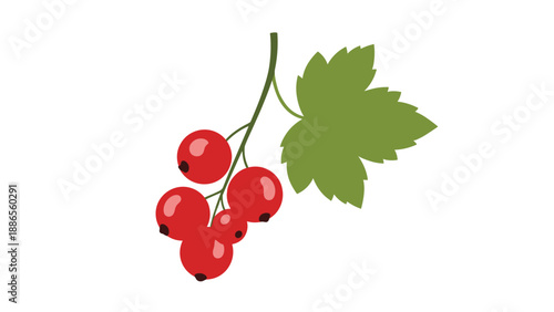 Small branch of ripe red currant berries with green leaves shown in a detailed botanical illustration on a white background.