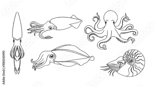 Marine Creatures Sketch: A collection of various marine creatures illustrated in a detailed sketch. Displaying the subtle anatomy and distinctive features of each species. 
