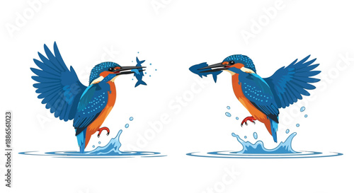 A vibrant kingfisher with a fish in its beak depicted in two dynamic poses
