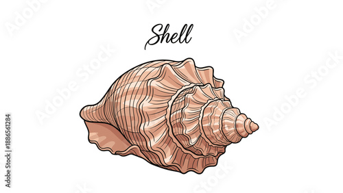 Detailed shell drawing with intricate patterns and spiral shape isolated on a white background with decorative text above.