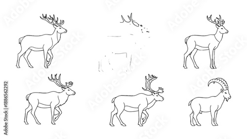 Canvas Print Deer Sketch Collection: A collection of various deer species sketches, showcasing the majestic features of these wild animals with a minimalist approach