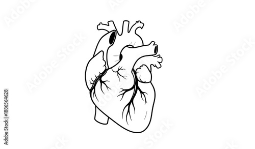 Human anatomical heart medical icon vector illustration isolated on white