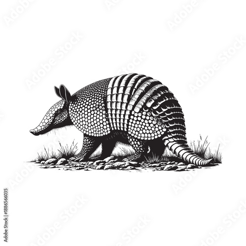 Armadillo walking on the ground with grass