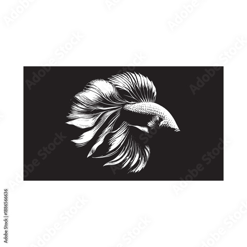 Beautiful black and white illustration of betta fish