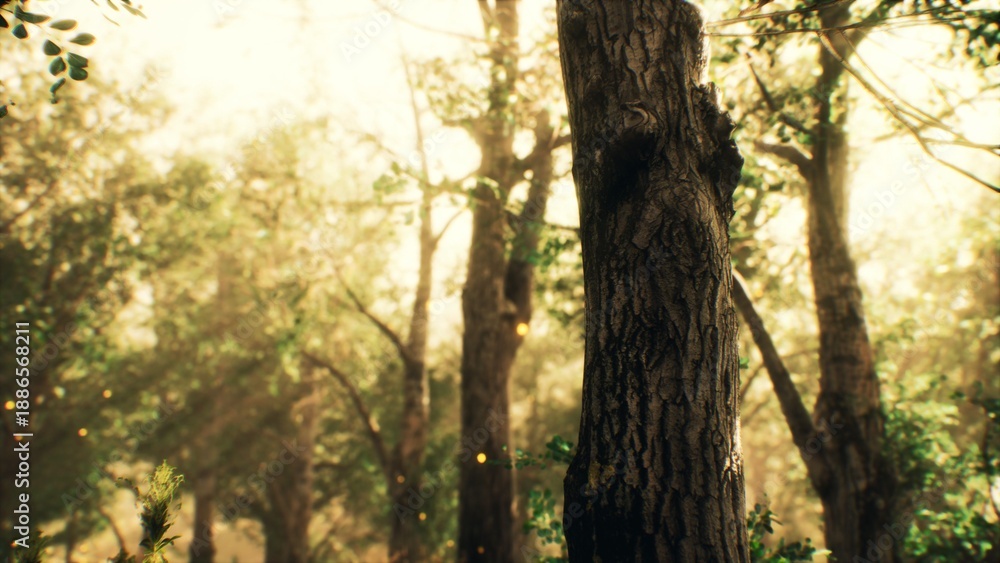 Obraz premium In a serene forest, warm sunlight streams through the tall trees, creating a soft glow. The gentle rustling of leaves adds to the peaceful ambiance of nature in this enchanting setting.
