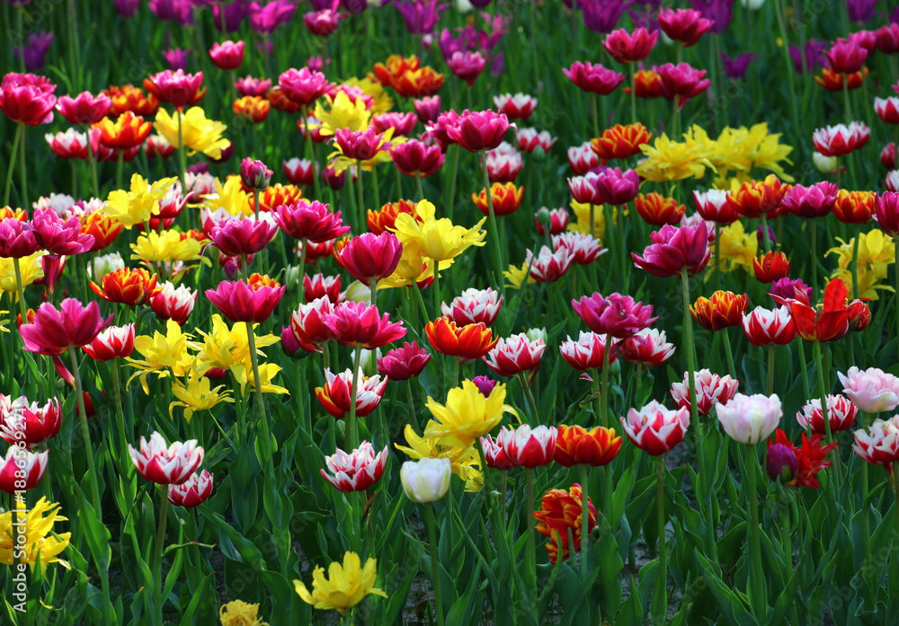 Obraz premium Multicolor tulips