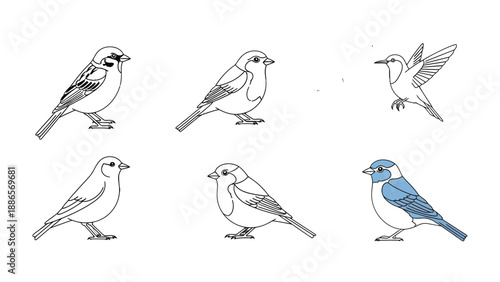 Varied Avians: A selection of six different bird illustrations, with varying poses, colors, and styles. These illustrations offer a glimpse into the diverse world of avian life.