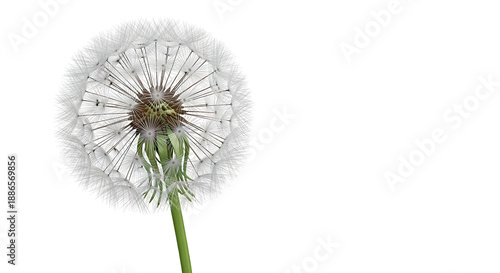 Wallpaper Mural Close-up of a Dandelion Seed Head with Green Stem Torontodigital.ca
