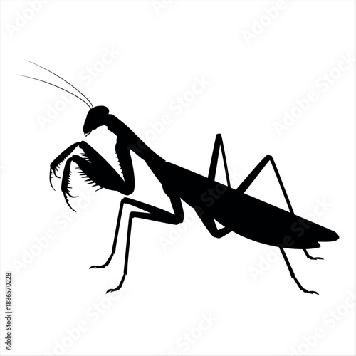 Silhouette of a praying mantis Vector