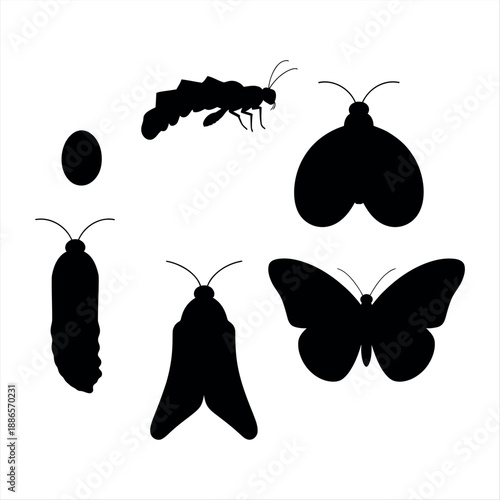 Life cycle of a butterfly Vector