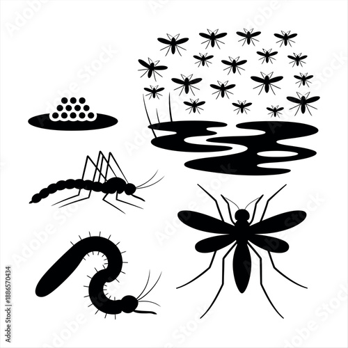 Mosquito life cycle and habitat Vector