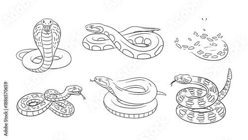Serpentine Variety: A captivating collection of different snake species, each meticulously illustrated in intricate detail, showcasing their unique forms and patterns.