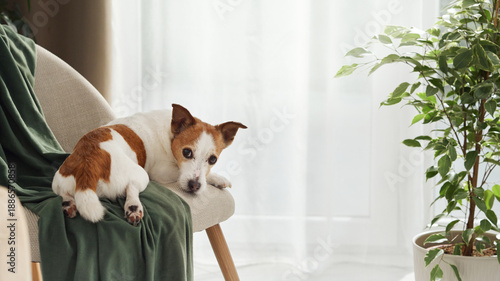 Two Jack Russell Terriers sit side-by-side on a beige chair, looking alert and focused. Green curtain and plants in background.