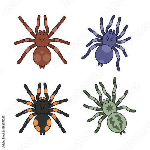 Close up of a Tarantula Spider