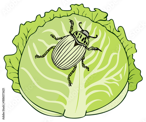 Cartoon style striped beetle pest on a vibrant green cabbage vegetable illustration.
