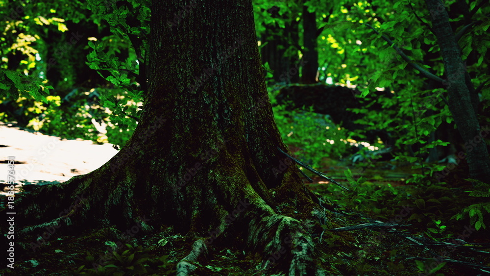 Fototapeta premium Sunlight filters through vibrant green leaves, illuminating the thick roots of an ancient tree. Natures beauty surrounds this majestic living being in a quiet forest.